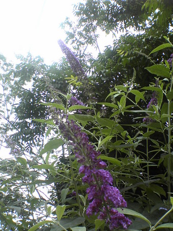 f:id:marico_0113:20060625095759j:image:h200