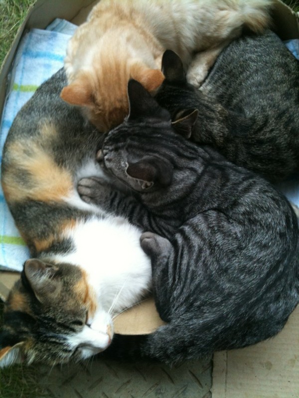 f:id:marie-le-chat:20111231231255j:image:w360