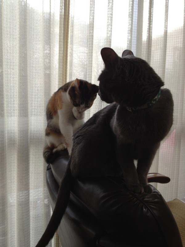 f:id:marie-le-chat:20111231231706j:image:w360
