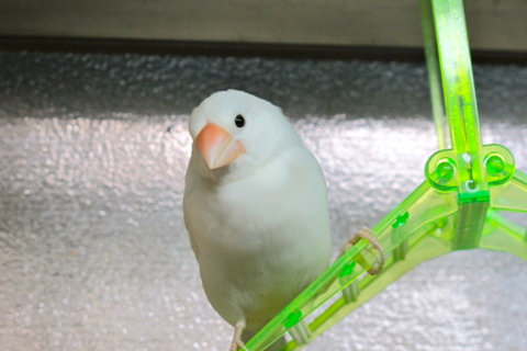 f:id:marie_yone:20120418224431j:image f:id:marie_yone:20120418224431j:image