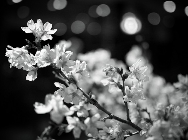 f:id:marika3flower3:20180220183926j:image f:id:marika3flower3:20180220183926j:image