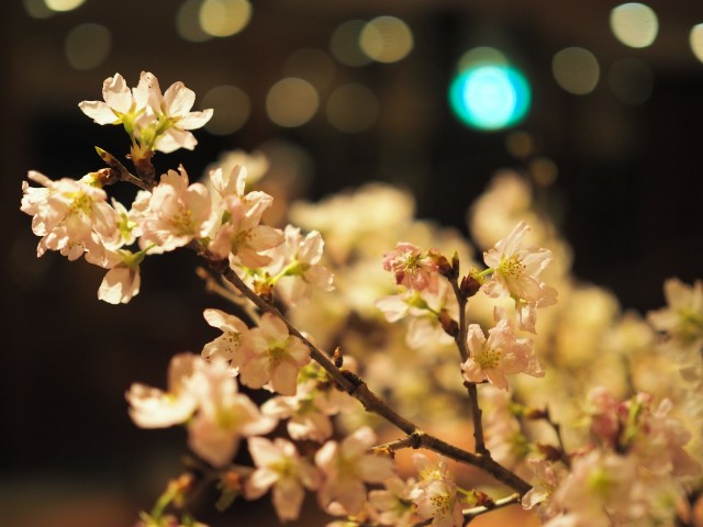 f:id:marika3flower3:20180220184014j:image f:id:marika3flower3:20180220184014j:image
