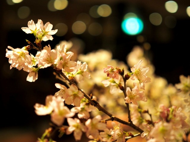 f:id:marika3flower3:20180220184030j:image f:id:marika3flower3:20180220184030j:image