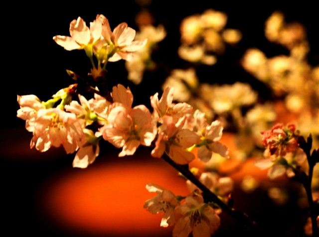 f:id:marika3flower3:20180220184051j:image f:id:marika3flower3:20180220184051j:image