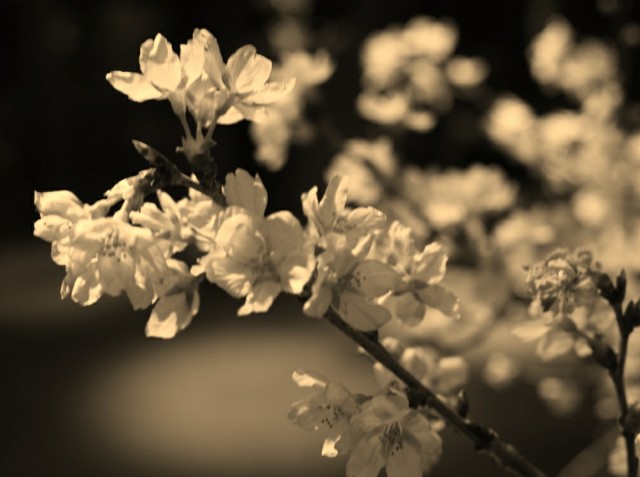 f:id:marika3flower3:20180220184116j:image f:id:marika3flower3:20180220184116j:image