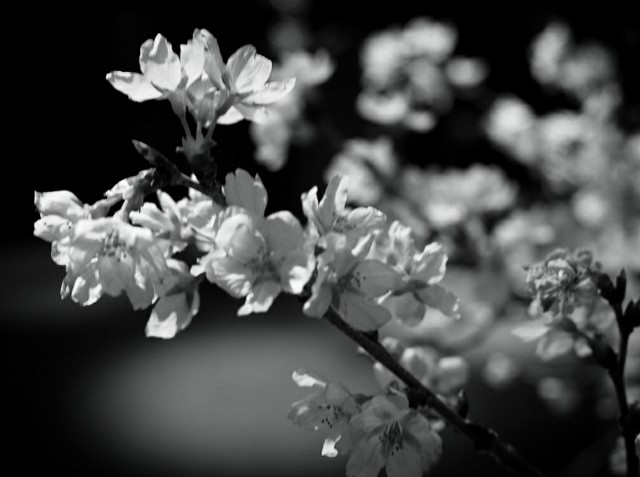 f:id:marika3flower3:20180220184127j:image f:id:marika3flower3:20180220184127j:image