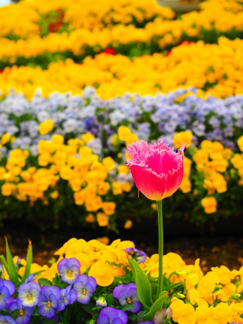 f:id:marika3flower3:20180423233435j:image