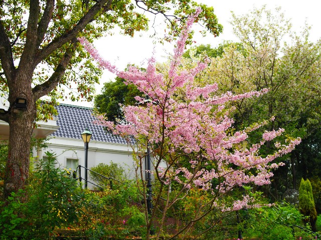 f:id:marika3flower3:20180426100649j:image