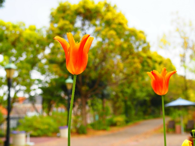 f:id:marika3flower3:20180426100703j:image