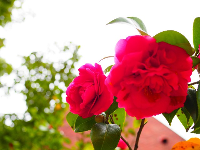 f:id:marika3flower3:20180426100724j:image