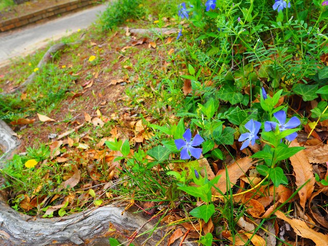 f:id:marika3flower3:20180426101008j:image