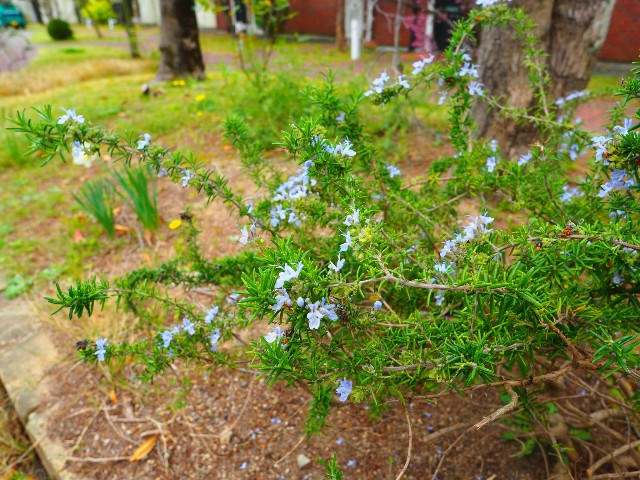 f:id:marika3flower3:20180426101028j:image