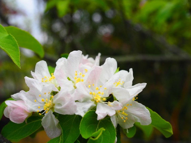f:id:marika3flower3:20180426101204j:image