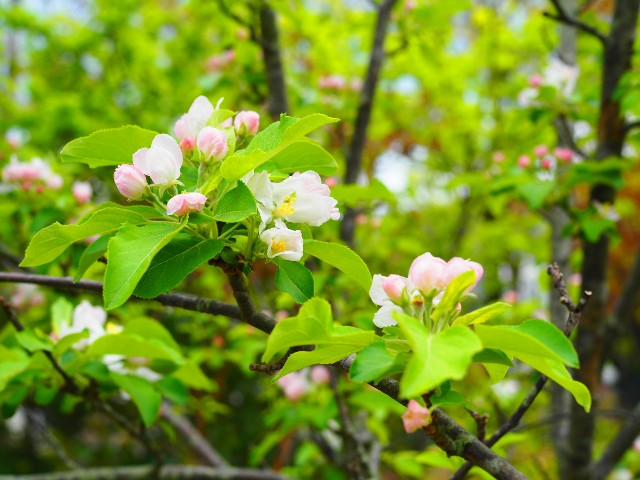 f:id:marika3flower3:20180426101229j:image
