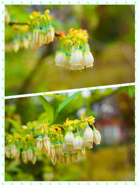 f:id:marika3flower3:20180426101243j:image