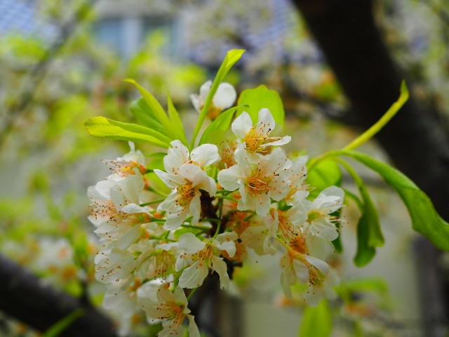 f:id:marika3flower3:20180426101739j:image