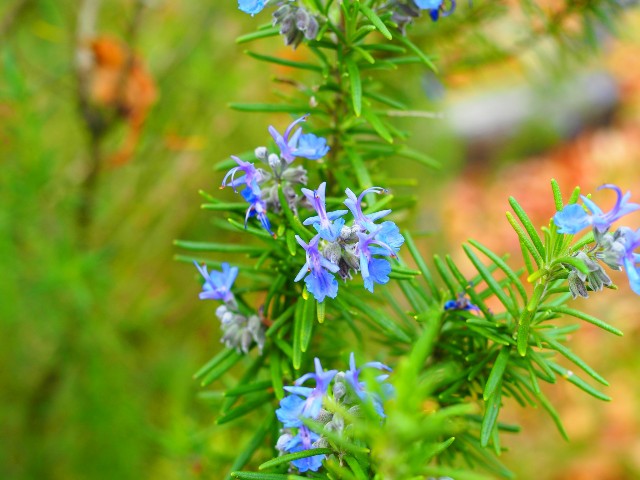f:id:marika3flower3:20180426101800j:image