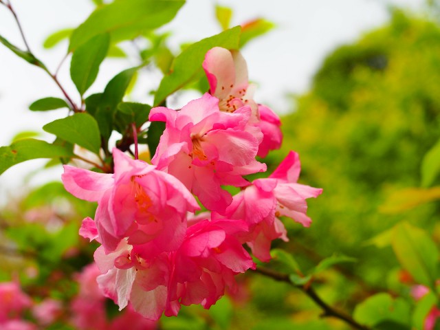 f:id:marika3flower3:20180426101816j:image