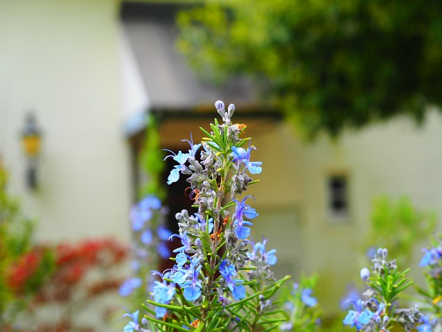 f:id:marika3flower3:20180426101837j:image