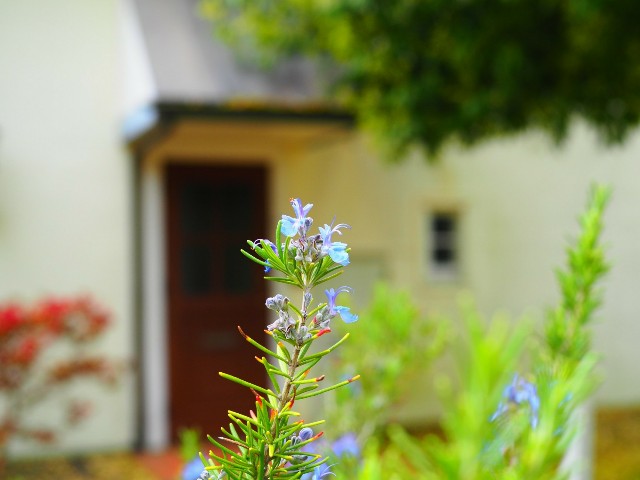 f:id:marika3flower3:20180426101903j:image