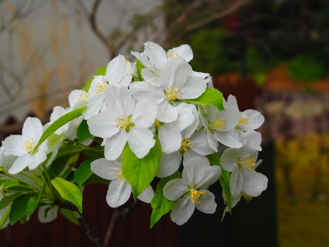 f:id:marika3flower3:20180426102230j:image