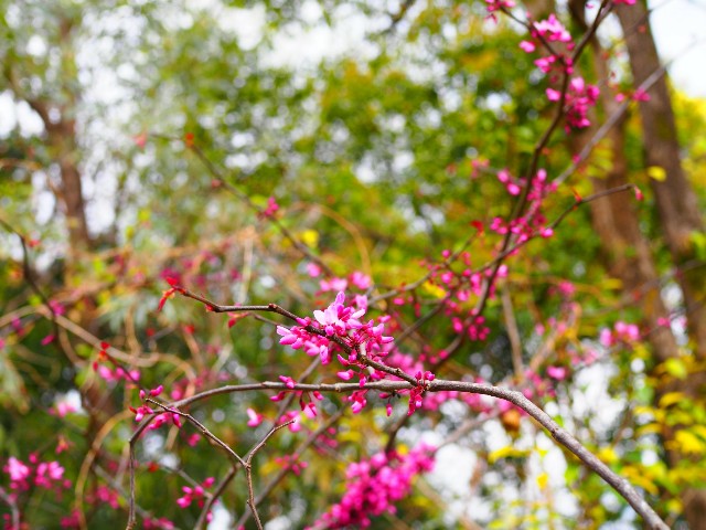 f:id:marika3flower3:20180426102307j:image