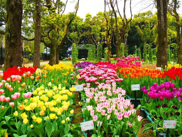 f:id:marika3flower3:20180426102706j:image