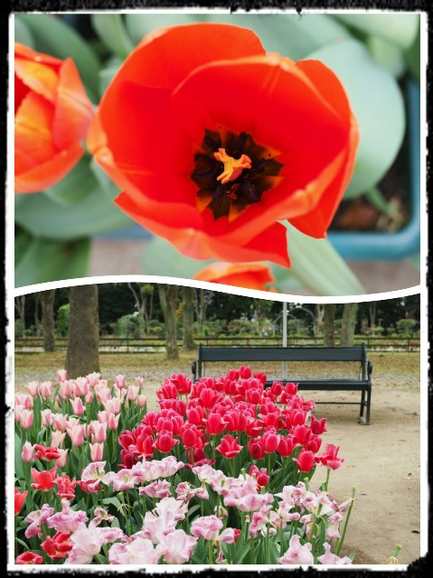 f:id:marika3flower3:20180426102725j:image