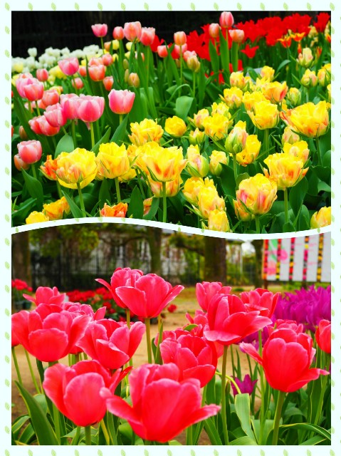 f:id:marika3flower3:20180426102829j:image