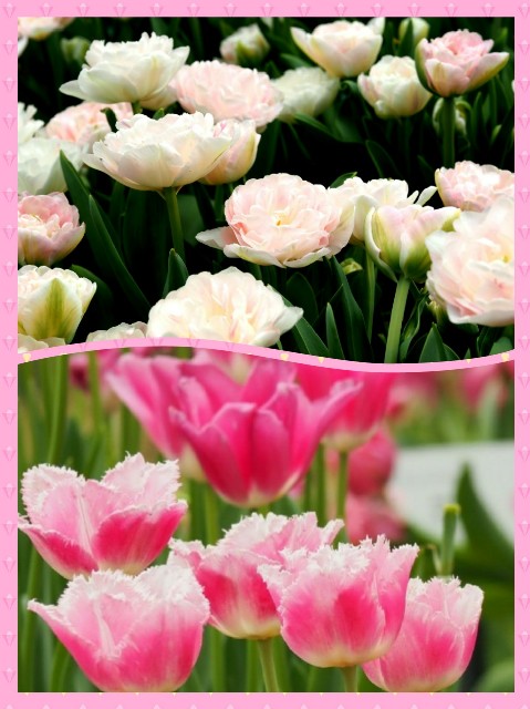 f:id:marika3flower3:20180426102846j:image