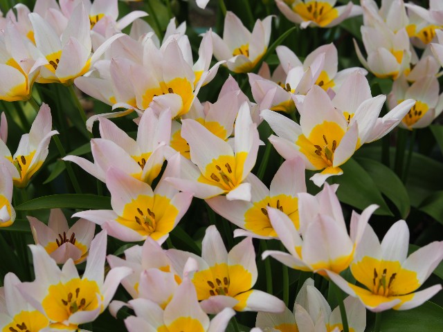 f:id:marika3flower3:20180426103037j:image