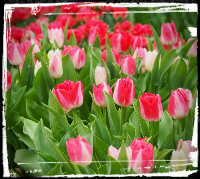 f:id:marika3flower3:20180426103057j:image