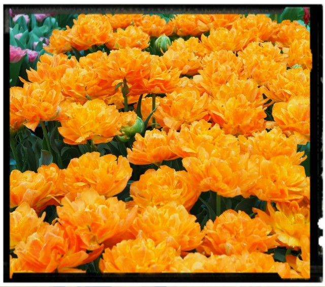 f:id:marika3flower3:20180426103114j:image