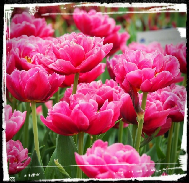 f:id:marika3flower3:20180426103139j:image
