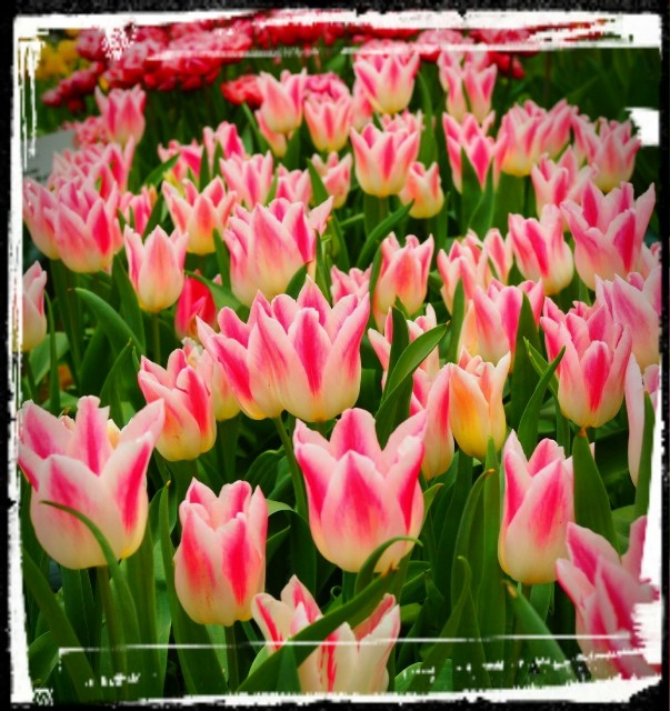 f:id:marika3flower3:20180426103200j:image