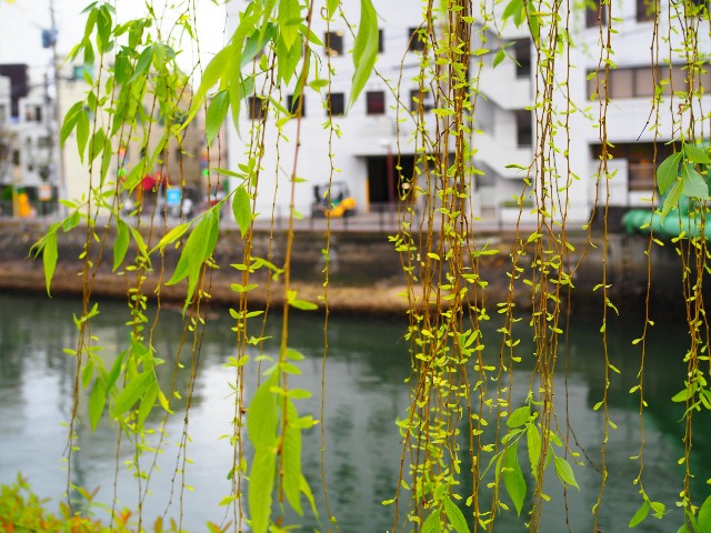 f:id:marika3flower3:20180508215449j:image