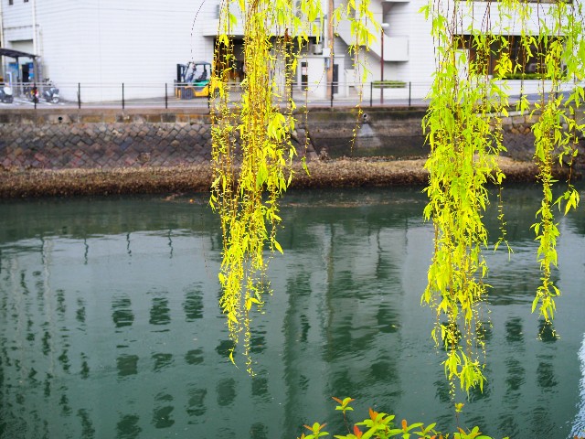 f:id:marika3flower3:20180508215515j:image