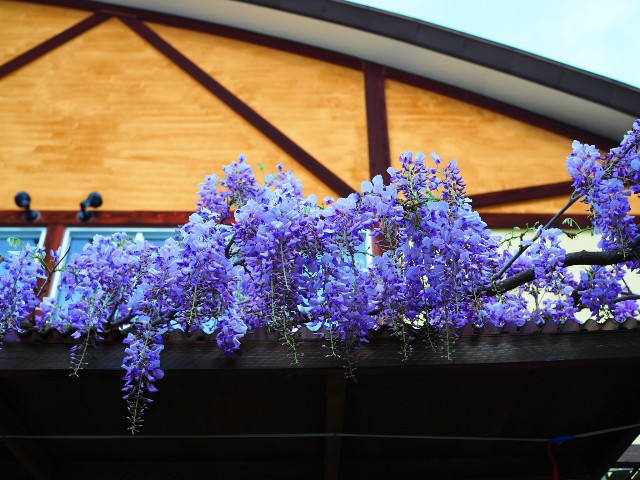 f:id:marika3flower3:20180508220123j:image