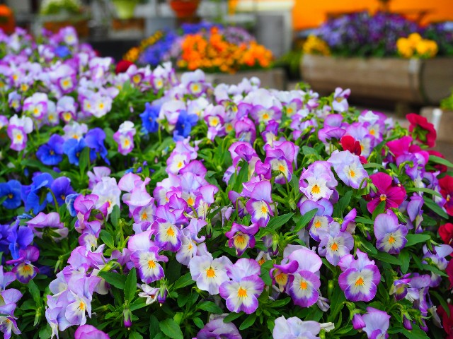 f:id:marika3flower3:20180508220343j:image