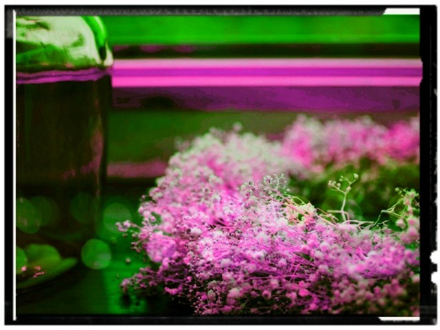 f:id:marika3flower3:20180514201226j:image