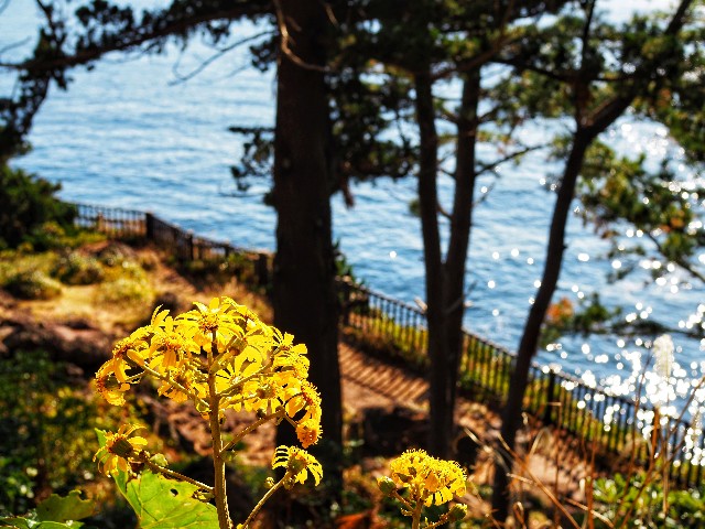 f:id:marika3flower7:20191201005719j:image