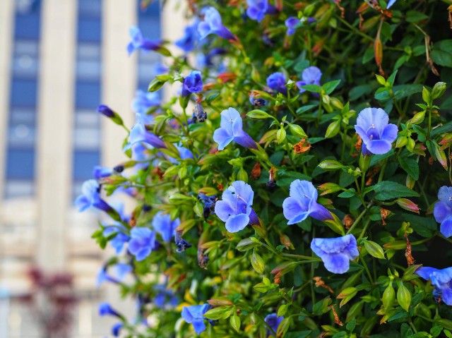 f:id:marika3flower7:20191205202416j:image