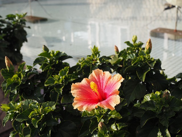 f:id:marika3flower7:20191209110915j:image