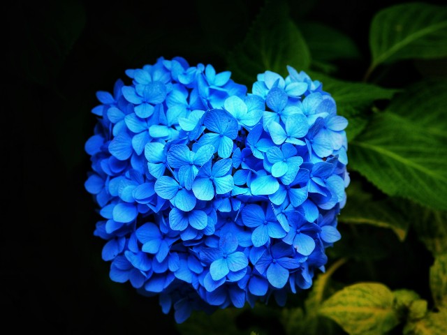 f:id:marika3flower7:20200628004203j:image