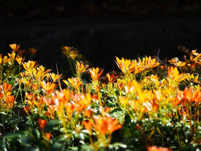 f:id:marika3flower7:20211005001938j:image