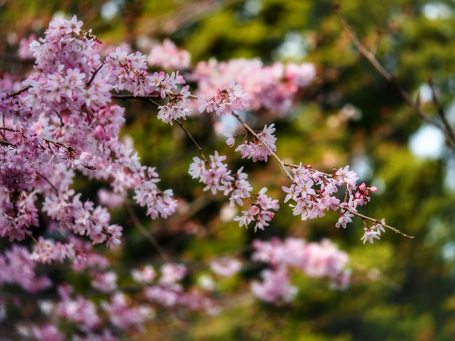 f:id:marika3flower7:20211005002344j:image