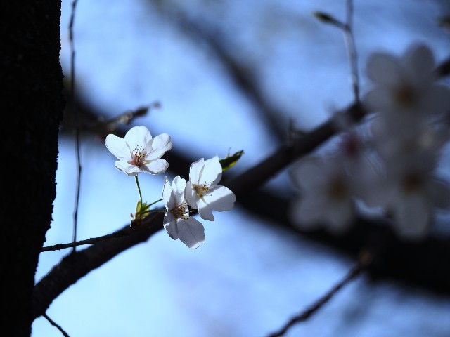 f:id:marika3flower7:20211005002442j:image