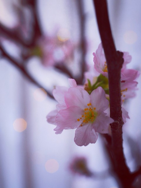 f:id:marika3flower7:20211005002913j:image