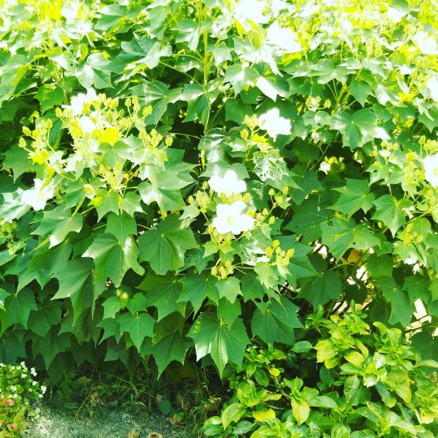 f:id:mariko-1208-mariko:20191116130041j:image f:id:mariko-1208-mariko:20191116130041j:image