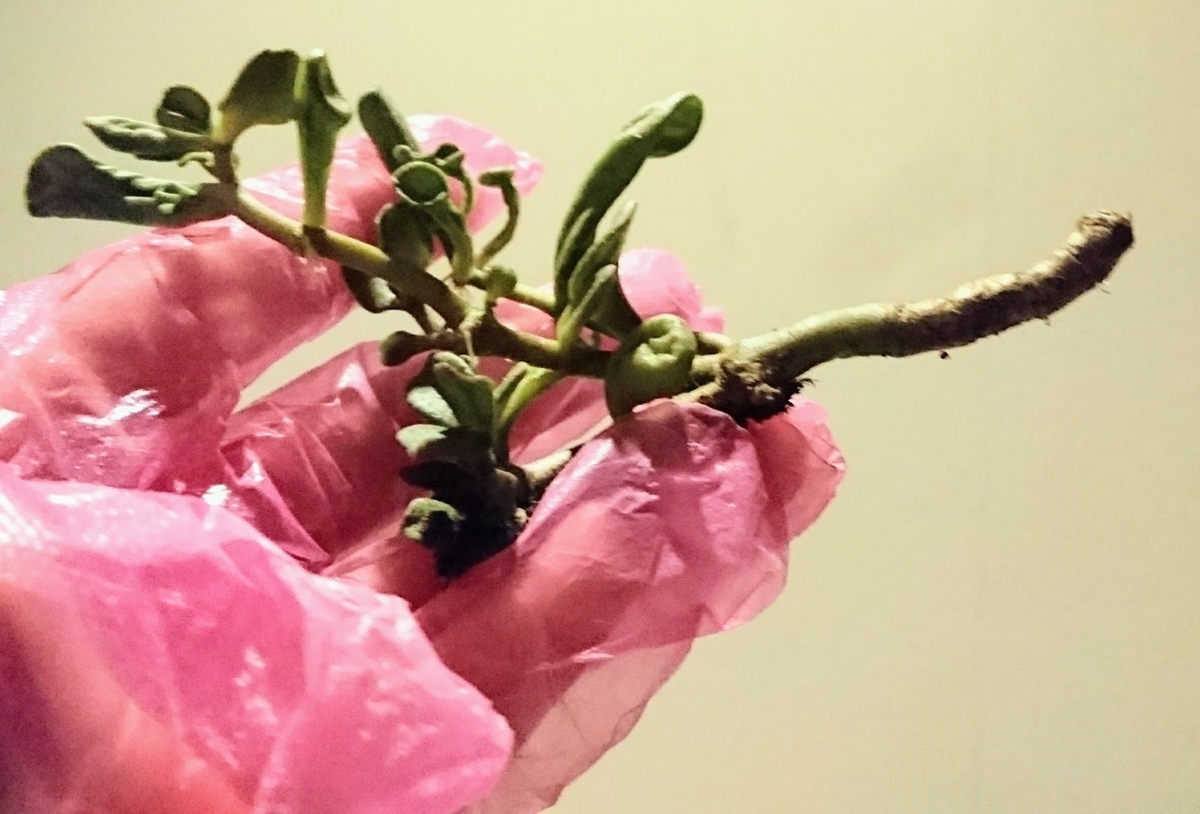 f:id:mariko0202:20200509190147j:plain f:id:mariko0202:20200509190147j:plain